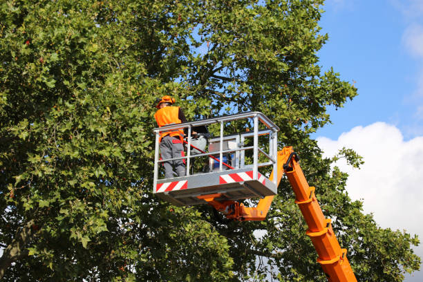 How Our Tree Care Process Works  in  La Porte, IN